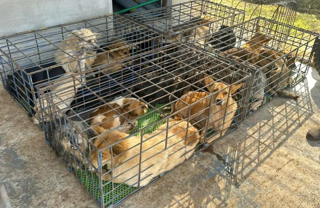 Quyết liệt loại bỏ nạn trộm chó